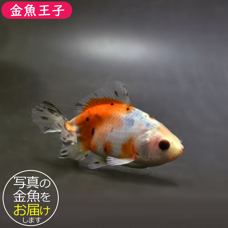 【金魚王子】江戸地金 9cm前後 (個体番号：cde203) 金魚 きんぎょ 生体 和金 厳選個体のサムネイル