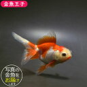 【金魚王子】更紗オランダ 9.5±1cm前後 (個体番号:vfr274) 金魚 きんぎょ 生体 オランダ獅子頭 厳選個体(4)
