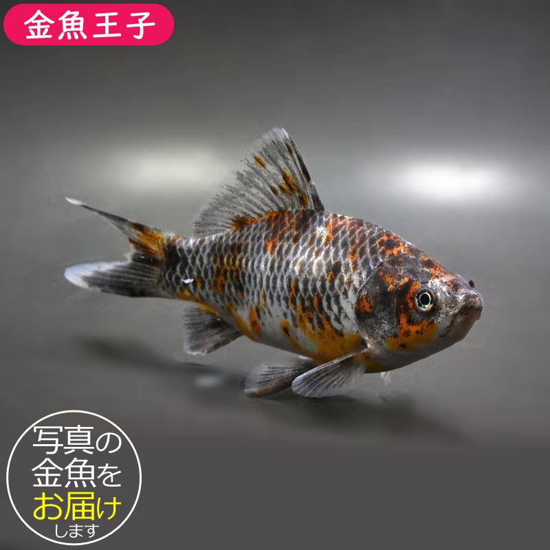 楽天市場】更紗和金 フナ尾の通販