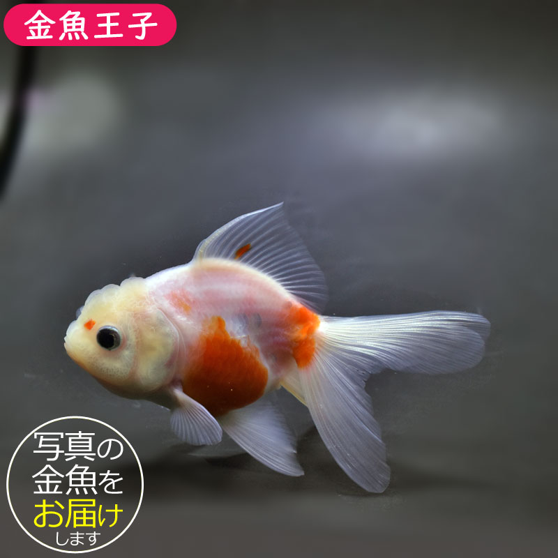 楽天市場】桜 東 錦 金魚の通販