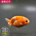 商品画像2