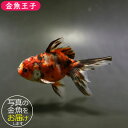 商品画像2