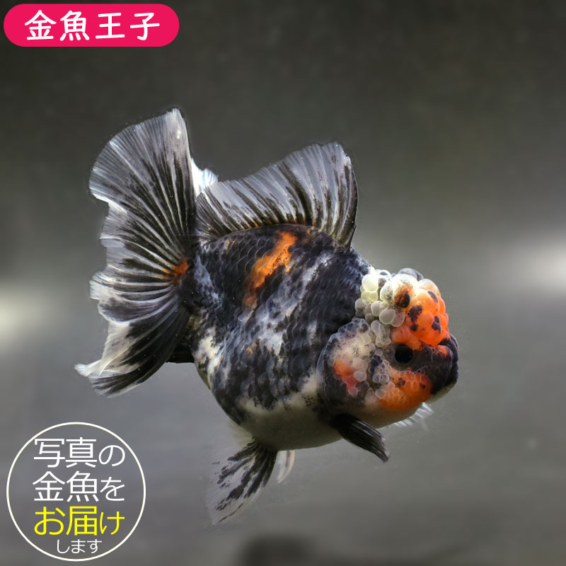 S.K.O Select】タイ産 更紗オランダローズテール 17cm± | 金魚