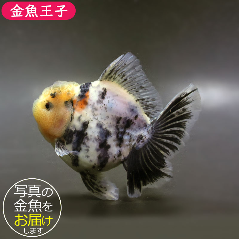 S.K.O Select】タイ産 更紗オランダローズテール 17cm± | 金魚
