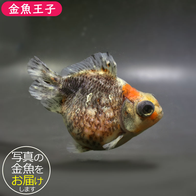 【金魚王子】三色出目浜錦 9cm前後 (個体番号：vfr793) 金魚 きんぎょ 生体 パールスケール 厳選個体のサムネイル