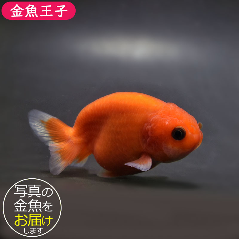 樹脂金魚 3D金魚 アート 数量限定 めだか 「輝/もみじ」 岐阜県