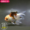 商品画像2
