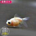 商品画像2