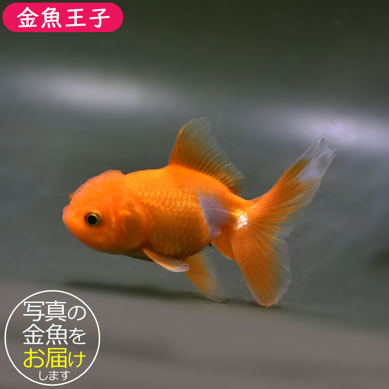更紗オランダ9.5cm前後金魚きん...