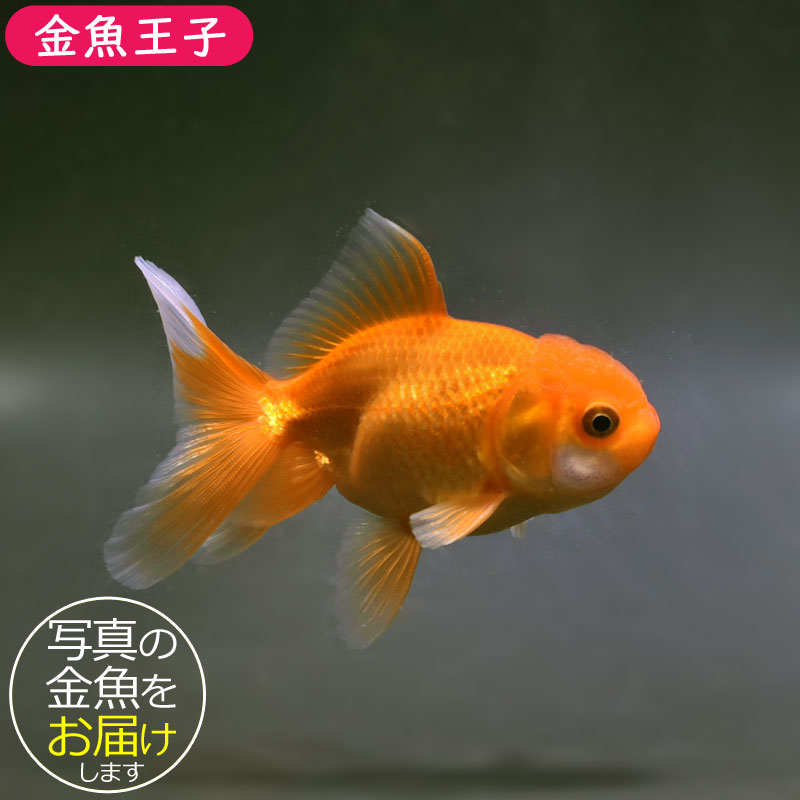 レッドオランダ10.5cm前後金魚...