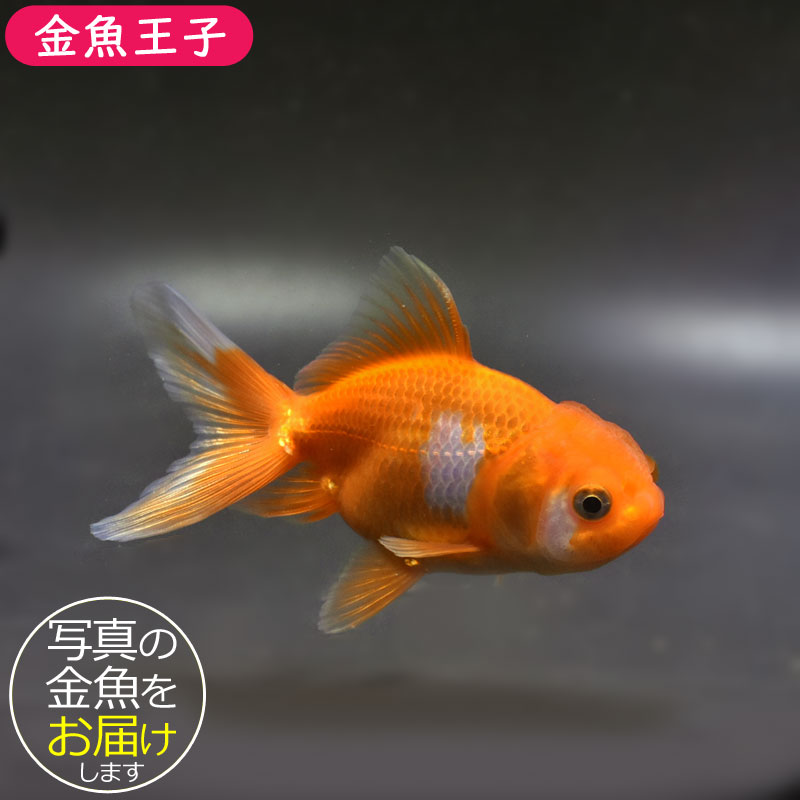 更紗オランダ10cm前後金魚きんぎ...