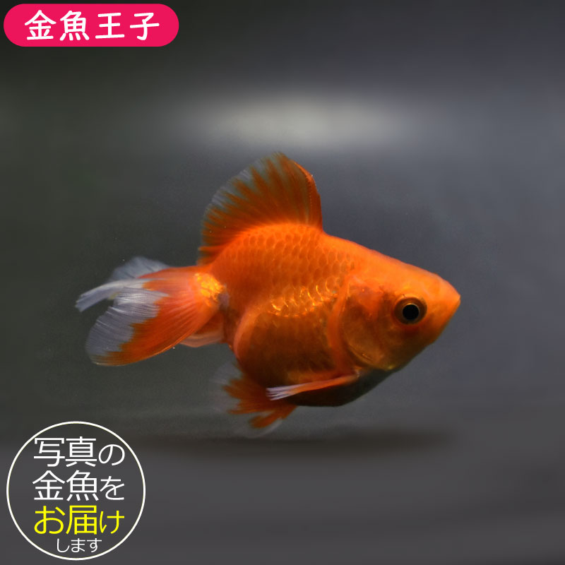 土佐錦魚