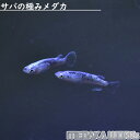 【めだかワークス】サバの極みメダカ【ペア】めだか 成魚 観賞魚 淡水魚 飼育 アクアリウム 生体