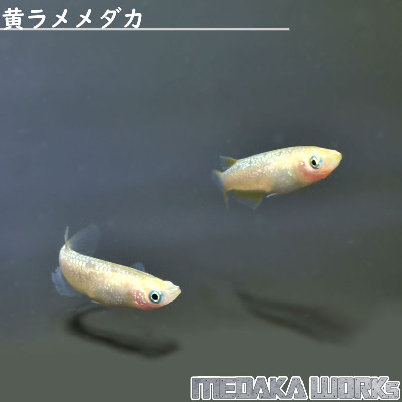 【めだかワークス】黄ラメメダカ【1匹】めだか 成魚 観賞魚 淡水魚 飼育 アクアリウム 生体