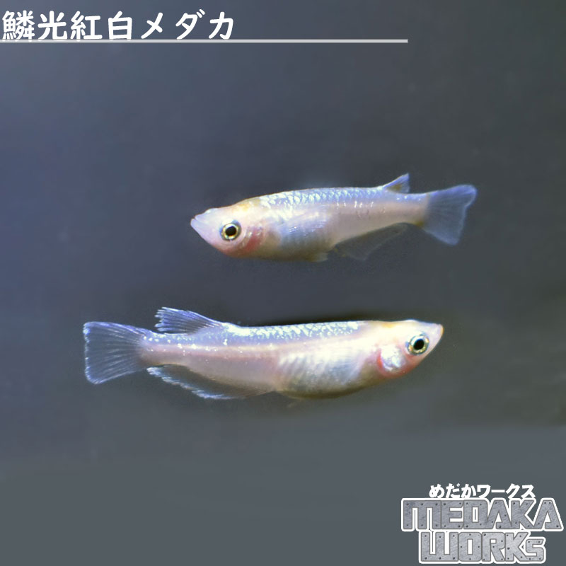 【めだかワークス】鱗光紅白メダカ めだか 成魚 観賞魚 淡水魚 飼育 アクアリウム 生体 1