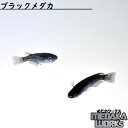 【めだかワークス】ブラックメダカ めだか 改良メダカ 成魚 観賞魚 淡水魚 飼育 アクアリウム 生体(4)