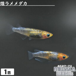 【めだかワークス】煌ラメメダカ【1匹】めだか 成魚 観賞魚 淡水魚 飼育 アクアリウム 生体