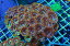No.18　オーストラリア産カクオオトゲキクメイシ|ハードコーラル プクプク系 アクアスタイルユー サンゴ 通販 販売 ユラユラ ASY