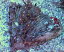 No.10 ハナヅタ　グリーンコア|ソフトコーラル ユラユラ系 アクアスタイルユー サンゴ 通販 販売 ASY