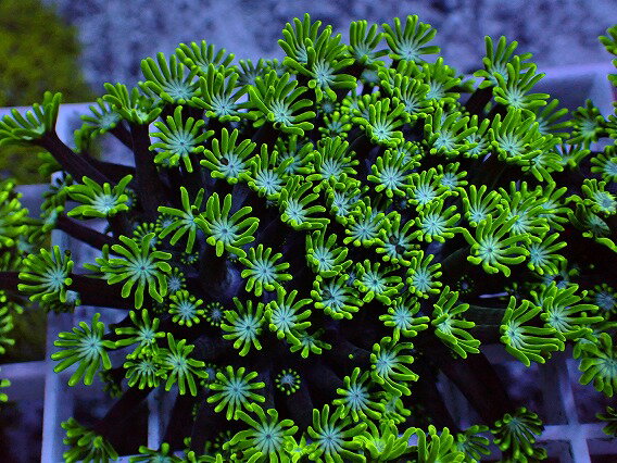 " サイズは横幅約7cm、高さ約3.5cm程度です 学名【Alveopora sp】 サイズは骨格ではなく咲いている際の全体的な大きさの目安です フラグや土台よりもサンゴが小さい場合は土台のサイズを含めたサイズを記載している場合もございます 水質や照明など環境によっては、サイズが変わる場合などもございます また、照明によっては見え方や色味が変わります あらかじめご了承くださいませ 入荷日：撮影日：2024/3/16 照明：MJ-L165"