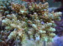 " サイズは横幅約6cm、高さ約5cm程度です 学名【Acropora】 輸送中の枝折れなどご了承ください また、見えにくい箇所に欠損がある場合もございます サイズは骨格ではなく咲いている際の全体的な大きさの目安です フラグや土台よりもサンゴが小さい場合は土台のサイズを含めたサイズを記載している場合もございます 水質や照明など環境によっては、サイズが変わる場合などもございます また、照明によっては見え方や色味が変わります あらかじめご了承くださいませ 入荷日：撮影日：2024/4/29 照明：SPECTORA SP200 アクアスタイルユーで取り扱っている主なサンゴ アザミハナガタサンゴ アワサンゴ オオバナサンゴ オオトゲキクメイシ カクオオトゲキクメイシ キクメイシ キッカサンゴ クサビライシ クダサンゴ コハナガタサンゴ コモンサンゴ ショウガサンゴ スコリミア タコアシサンゴ トゲサンゴ トランペットコーラル ナガレハナサンゴ ハナガササンゴ ハナガタサンゴ バブルコーラル フラワーコーラル　ゴールドトーチ オオタバサンゴ カビラタバサンゴ ハナヤサイ ウミキノコ ウミアザミ スターポリプ ツツウミヅタ ディスクコーラル トサカ ハナヅタ ボタンポリプ マメスナギンチャク ケヤリ　ハナフタ ヤギ イソギンチャク"