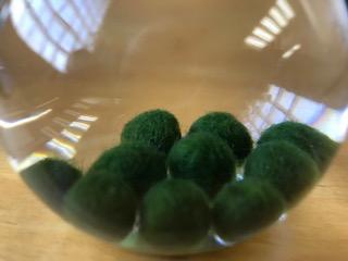 ���𡡥����Ȥޤ��S������1cm 20��