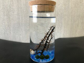 学名：Aegagropila　linnaei シオグサ科（Cladoqhoraceae） マリモ属（Aegagropila） 本品はアートまりも（養殖まりも）です。 容器のサイズは高さ約13cm　直径約6.5cmガラス製になります。付属のガラスビーズ　ヤギ　貝殻　養殖まりもを瓶に入れて水道水を入れてください。 ※アートまりもは養殖マリモの呼称です。 　 「まりも」の育て方 ★定期的に水換え 水はにごってきたり、温まってしまった時に入れ替えをしてください（水道水で大丈夫です）。 水が汚れてくると茶色いアクがたまってきます。すぐに交換してあげましょう。 夏場は1・2週間に1回、冬場は1ヶ月に1回を目安に交換するのがよいでしょう。 マリモはとってもキレイ好き。水が汚れたままにしておくと弱ってしまいます。 ★適度に日の当たる場所に置く 植物ですので光合成をして成長します。 ですから光がまったくない環境だと育ちません。 しかし、あまり強い光は必要としませんので、 部屋の照明でも十分です。 カーテンやブラインド越しの窓際など、やわらかい陽が差し込む場所に置くのがオススメです。 ★できるだけ涼しいところに置く 北海道など涼しい所で育ってきたマリモ。 凍るほど冷たい水の中で生活する植物なので、できるだけ涼しいところで育ててください。 特に夏場には水温が高くなりがちなので気をつけてください。 0℃から生育出来ますが、適温は15℃から20度くらい。 できるだけ30℃を超えないようにしてください。 夏は冷房がよくきいた涼しい部屋で、逆に冬は暖房や光があまりにも強いと感じたら日陰に置いてもかまいません。まりもが手軽に飼育でき、お部屋のインテリアにおススメです。