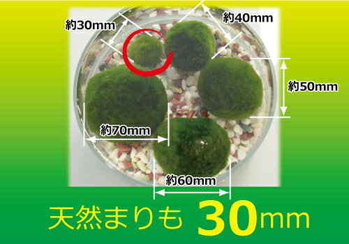 �����Υޥ��� ŷ���ޤ��3cm3��