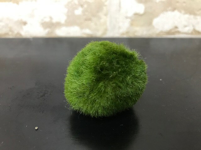 �����Υޥ��� ŷ���ޤ��3cm