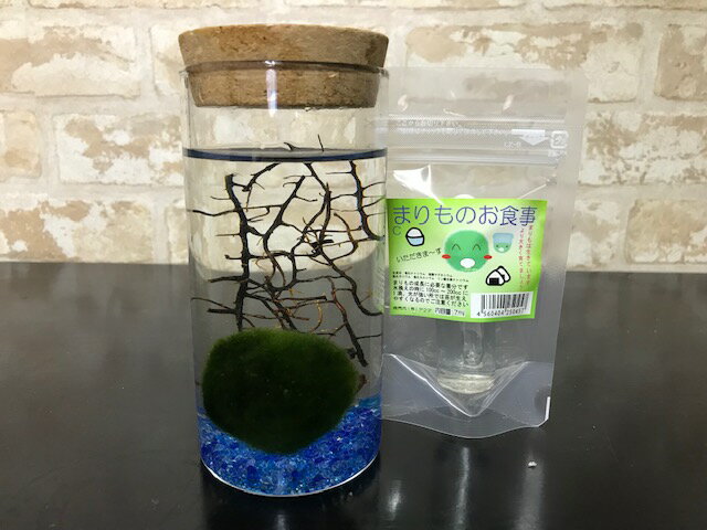 【西洋マリモ】カラムボトル天然まりも3cm栄養剤セット