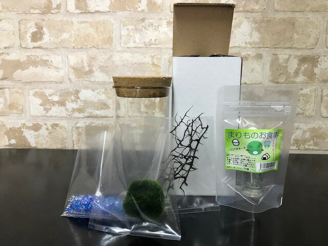 【西洋マリモ】カラムボトル天然まりも3cm栄養剤セット