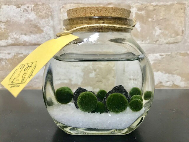 まりもが手軽に飼育でき お部屋のインテリアにおススメです 水草 まりも瓶太鼓コルク 栄養剤付きセット 61 Off まりもが手軽に飼育でき お部屋のインテリアにおススメです 水草 まりも瓶太鼓コルク 栄養剤付きセット 61 Off