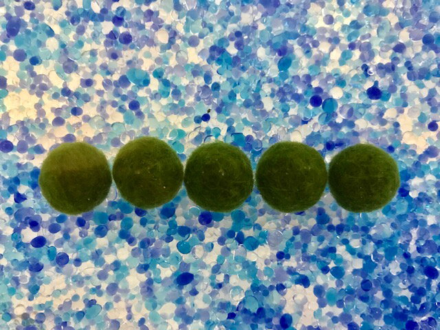 �ʿ���˥����Ȥޤ��M��������1.5cm 5��