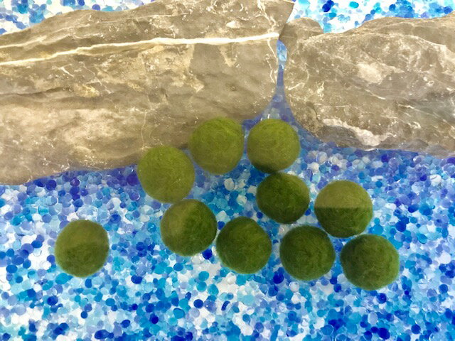 �ʿ���˥����Ȥޤ��M��������1.5cm 10��