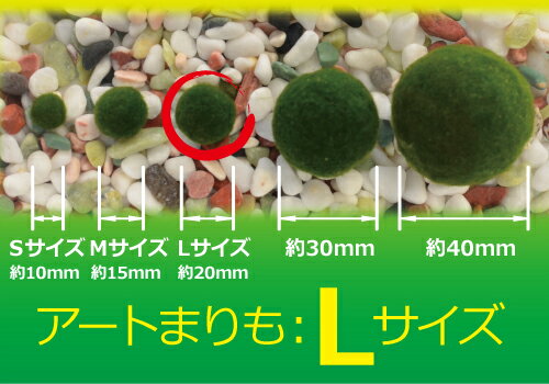 カミハタ　水草の種　ベビーハイグロシード【HLS_DU】　関東当日便