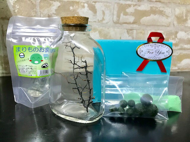 水草まりも瓶ウイスキーボトルグリーン栄養剤付きセット