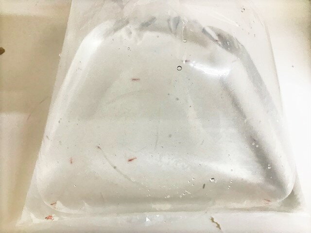 ピクシーシュリンプ【ホロホロシュリンプ】単体10匹+(死着補填分として予備2匹)