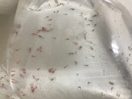 格安新品 のsub 熱帯魚 アクアリウム Shop ピクシーシュリンプ 店エサ無しで手軽に飼えるシュリンプです エビ ザリガニ 単体100匹 死着補填分として予備10匹 Aqua ピクシーシュリンプ ホロホロシュリンプ エビ ザリガニ 格安新品 のsub 熱帯魚 アクアリウム Shop ピクシーシュリンプ 店エサ無しで手軽に飼えるシュリンプです エビ ザリガニ 単体100匹 死着補填分として予備10匹 Aqua ピクシーシュリンプ ホロホロシュリンプ エビ ザリガニ