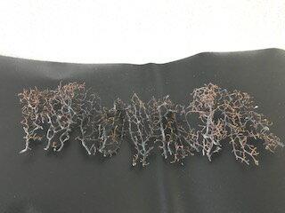 ヤギ(レイアウト用乾燥サンゴ) 10本