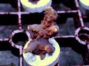 Acropora sp. No.01(4)