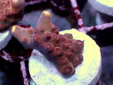 Acropora sp. No.04(4)