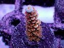 GB Ind Specialフラグ Acropora Tenuis -High Grade- No.02(4)