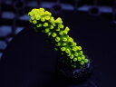 GB IndonesiaフラグAcropora Hoeksemai-Yellow-No.02(4)