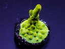 GB IndonesiaフラグAcropora Subglabula No.02(4)