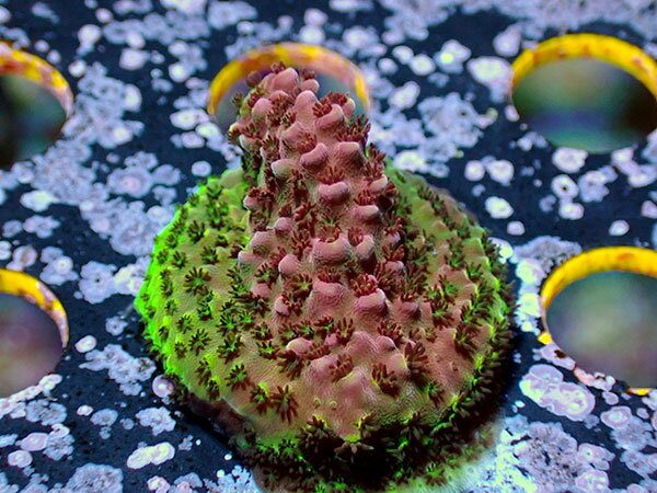 CCフラグ RedHawk No.01