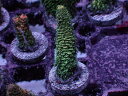 ATフラグ Acropora Millepora-Green- No.02