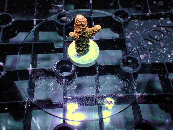 アクアテイラーズ　楽天市場支店のアクアテイラーズ Frag Adjuster フラグアジャスター クリア8cm 5個｜アングル2