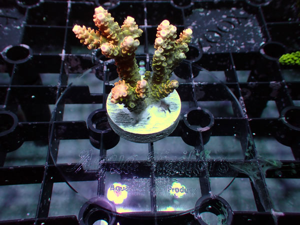 アクアテイラーズ　楽天市場支店のアクアテイラーズ Frag Adjuster フラグアジャスター クリア8cm 5個｜アングル3