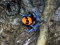 Ranitomeya benedicta Pumpa Hermosa