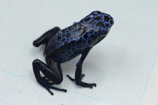 Dendrobates tinctorius Azureus